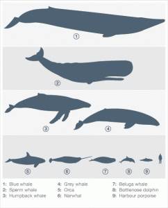 cetacea_info_graphic